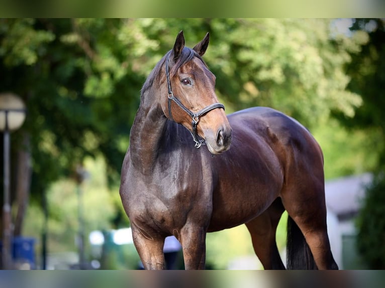 Thoroughbred Mare 12 years 16 hh Bay-Dark in Windhagen