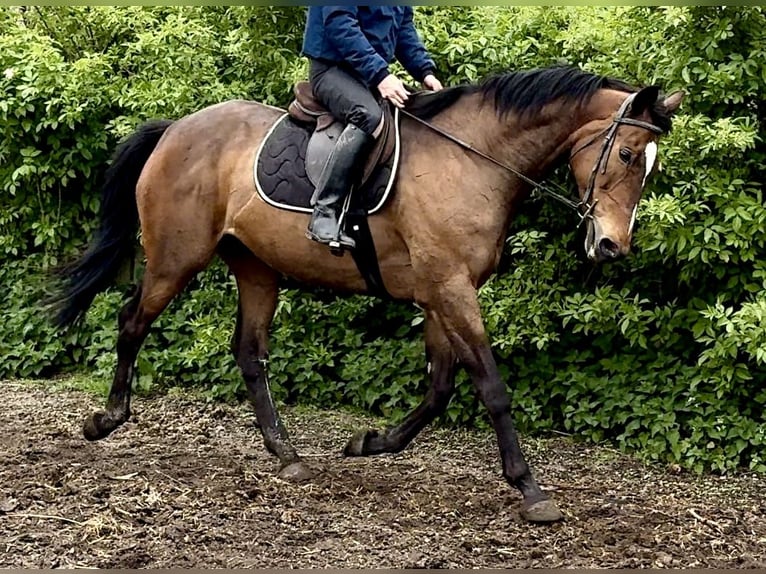 Thoroughbred Mare 12 years 16 hh Bay in Bridgwater, Somerset