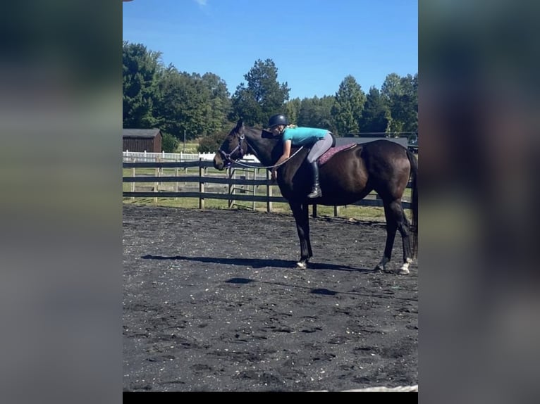 Thoroughbred Mare 12 years 16 hh Bay in maryland