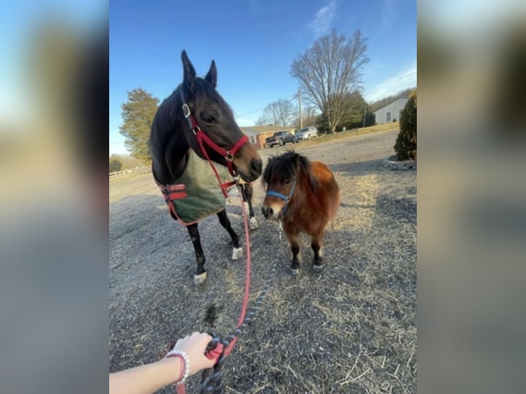 Thoroughbred Mare 12 years 16 hh Bay in maryland