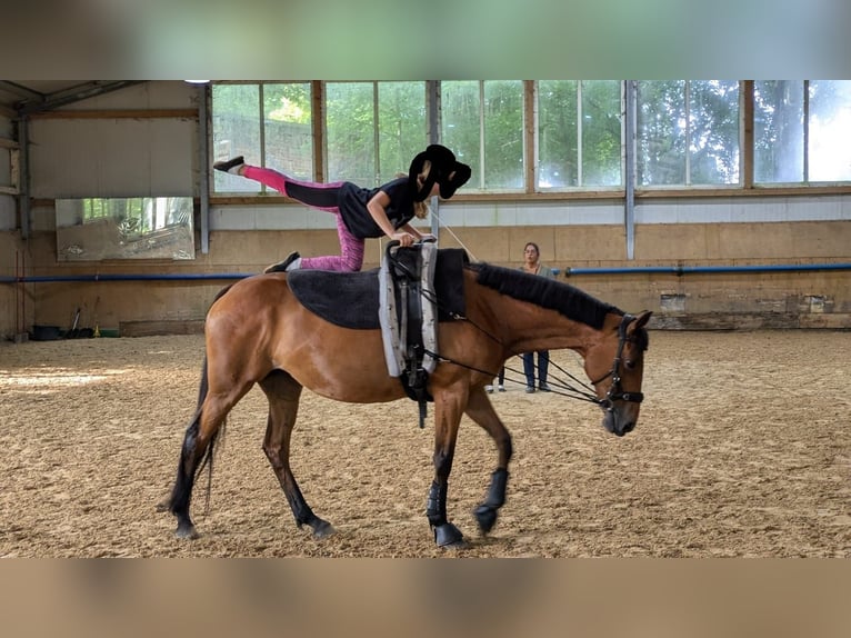 Thoroughbred Mare 12 years 16 hh Brown in Dießen am Ammersee