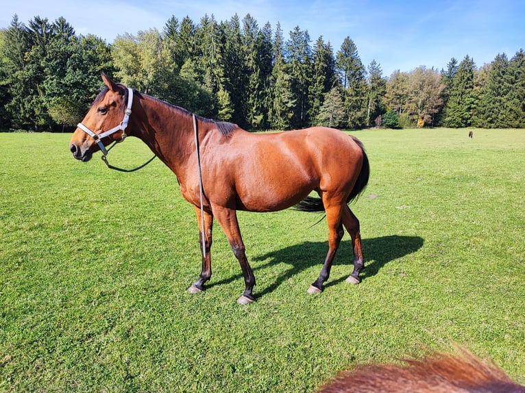 Thoroughbred Mare 12 years 16 hh Brown in Dießen am Ammersee