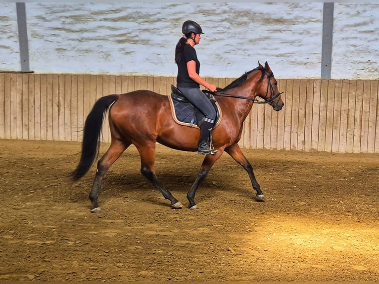 Thoroughbred Mare 12 years 16 hh Brown in Dachau