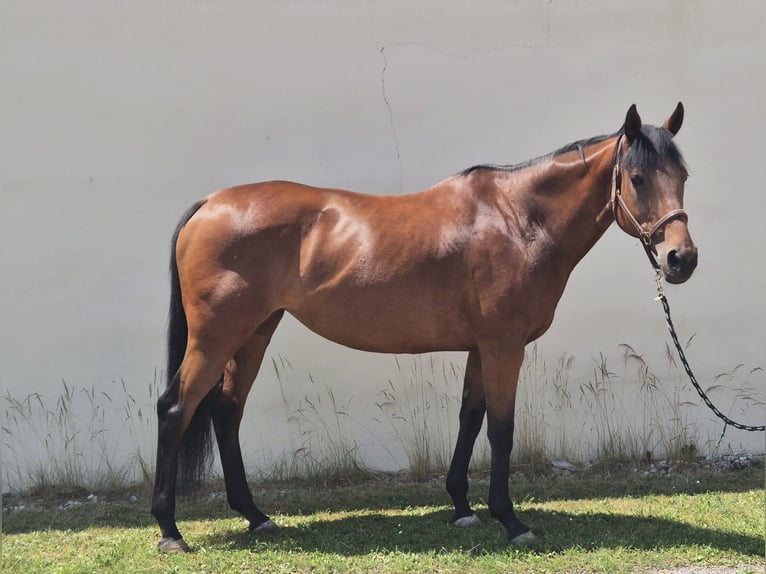 Thoroughbred Mare 12 years 16 hh Brown in Dachau
