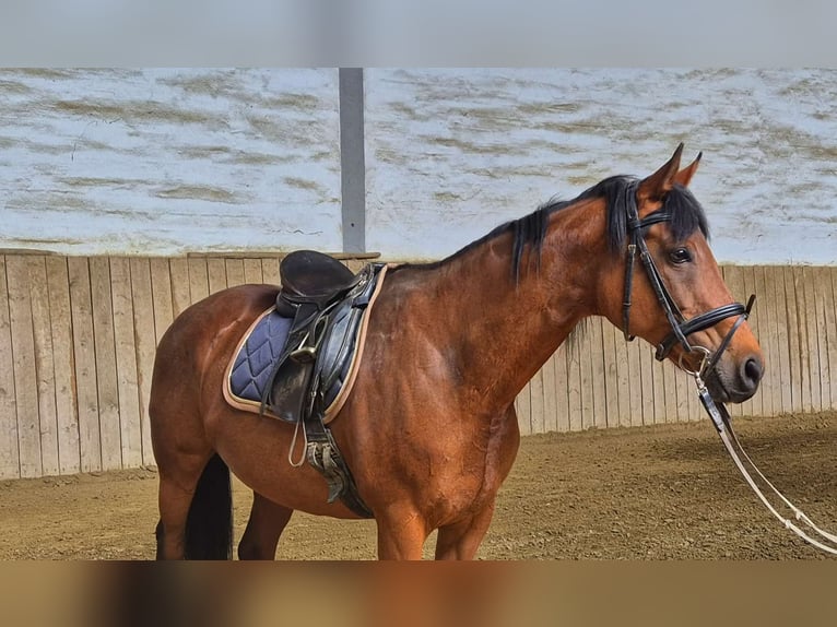 Thoroughbred Mare 12 years 16 hh Brown in Dachau