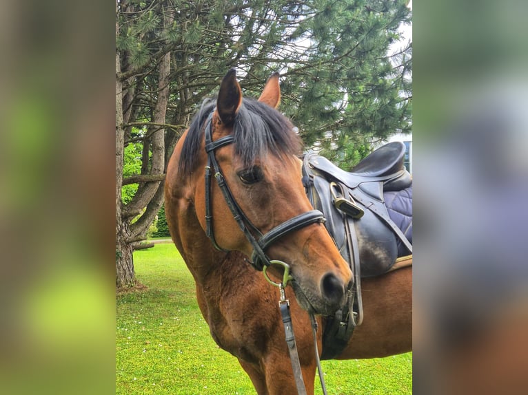 Thoroughbred Mare 12 years 16 hh Brown in Dachau