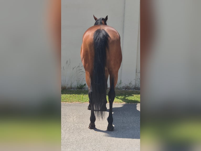 Thoroughbred Mare 12 years 16 hh Brown in Dachau