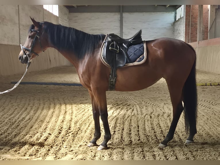 Thoroughbred Mare 12 years 16 hh Brown in Dachau