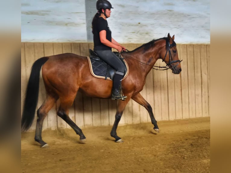Thoroughbred Mare 12 years 16 hh Brown in Dachau