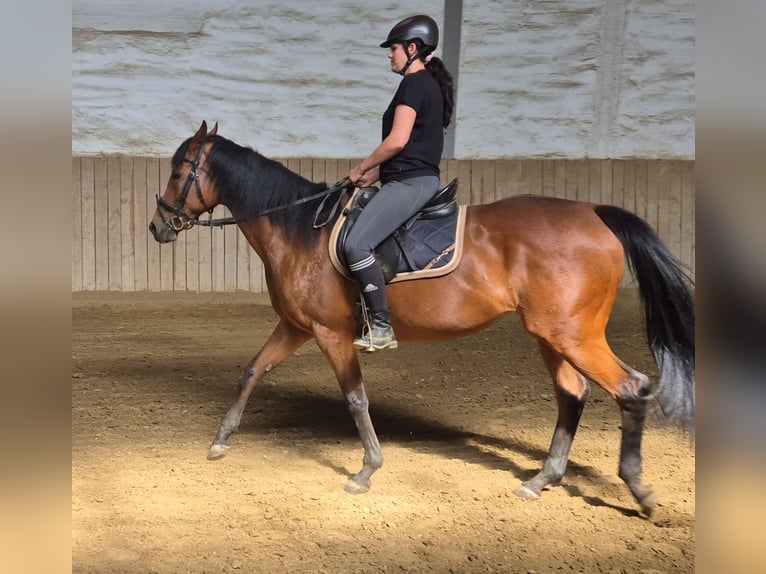Thoroughbred Mare 12 years 16 hh Brown in Dachau