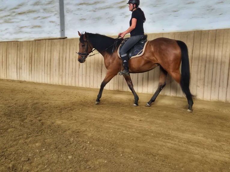 Thoroughbred Mare 12 years 16 hh Brown in Dachau