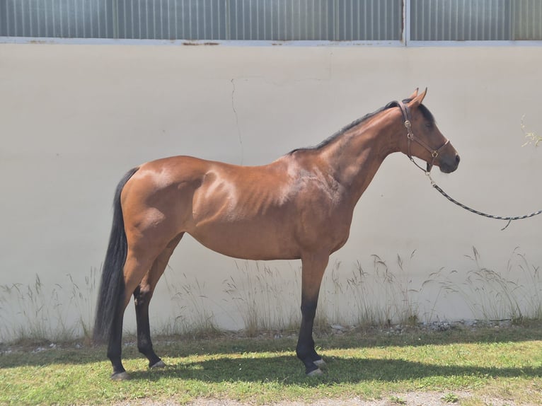 Thoroughbred Mare 12 years 16 hh Brown in Dachau