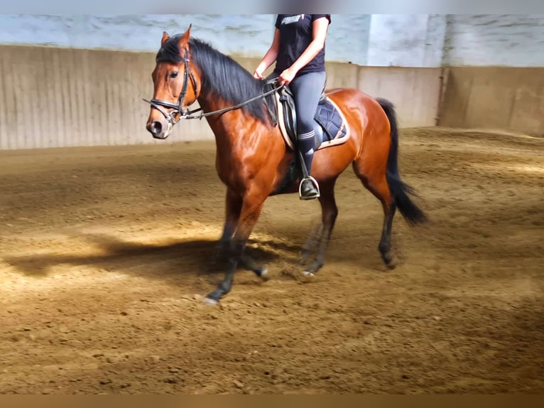 Thoroughbred Mare 12 years 16 hh Brown in Dachau