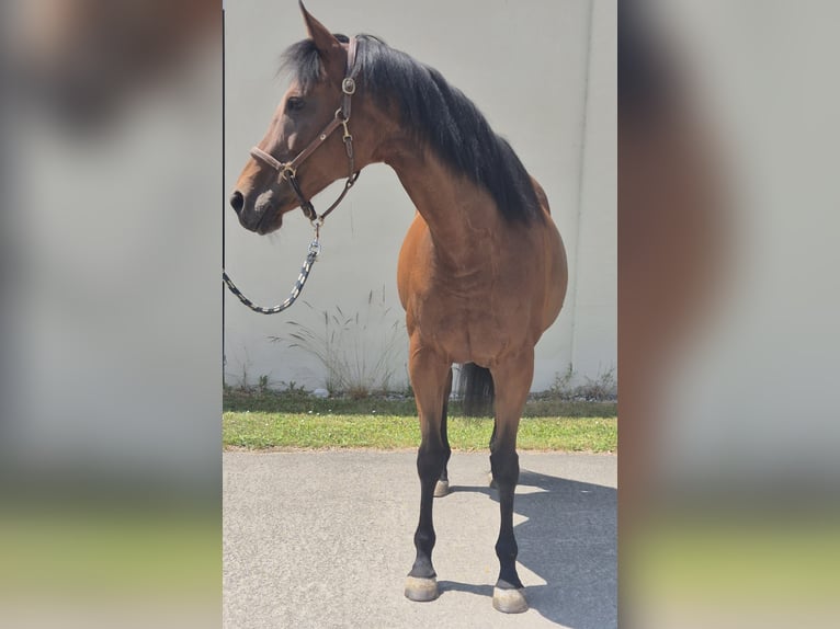 Thoroughbred Mare 12 years 16 hh Brown in Dachau