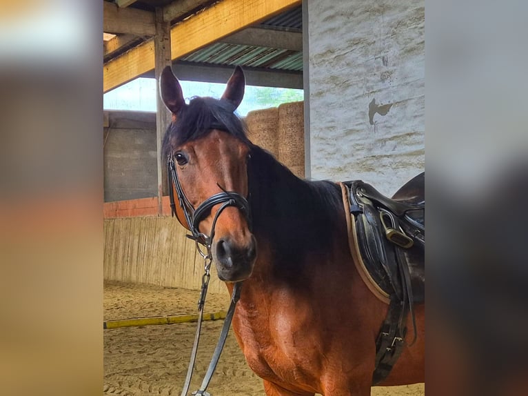 Thoroughbred Mare 12 years 16 hh Brown in Dachau