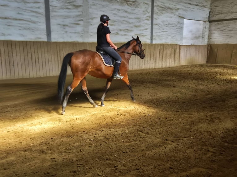 Thoroughbred Mare 12 years 16 hh Brown in Dachau