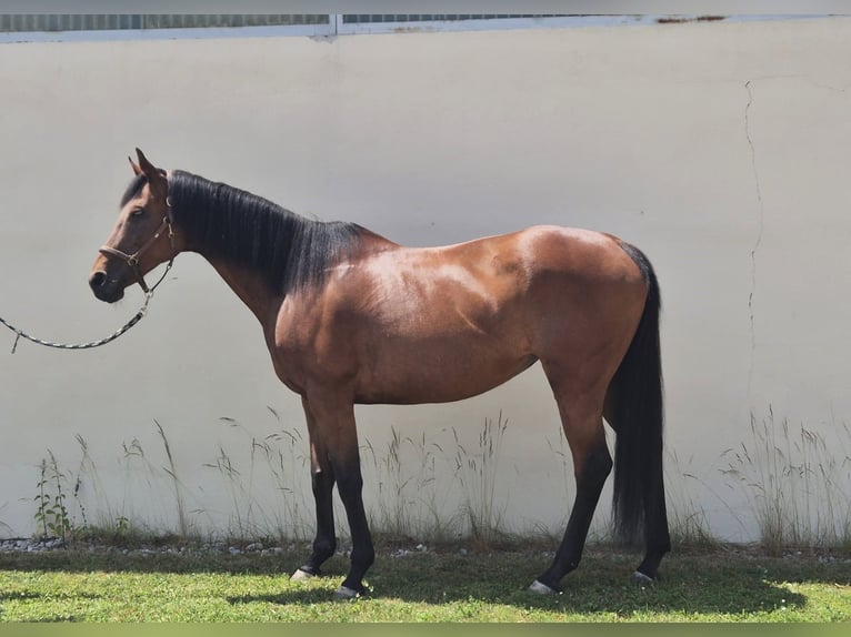 Thoroughbred Mare 12 years 16 hh Brown in Dachau