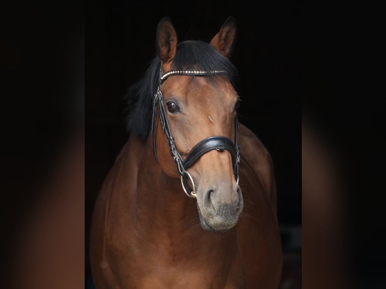 Thoroughbred Mare 12 years 16 hh Brown in Crailsheim