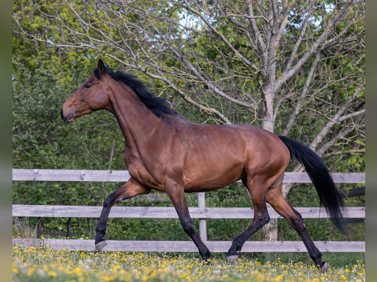 Thoroughbred Mare 12 years 16 hh Brown in Crailsheim
