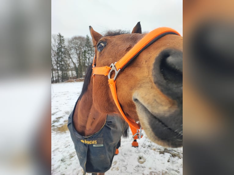 Thoroughbred Mare 12 years 16 hh Brown in Dießen am Ammersee