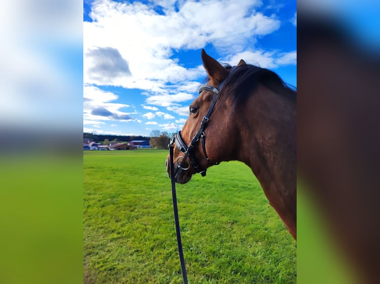 Thoroughbred Mare 12 years 16 hh Brown in Dießen am Ammersee