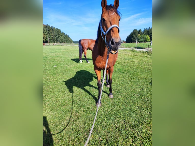 Thoroughbred Mare 12 years 16 hh Brown in Dießen am Ammersee