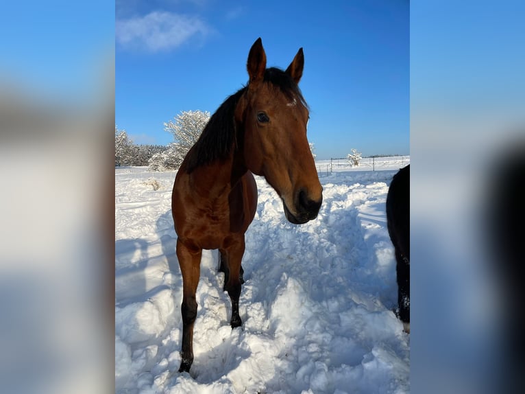 Thoroughbred Mare 12 years 16 hh Brown in Dießen am Ammersee