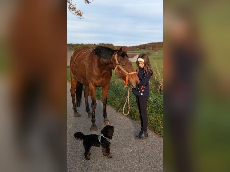 Thoroughbred Mare 12 years 16 hh Brown in Dießen am Ammersee