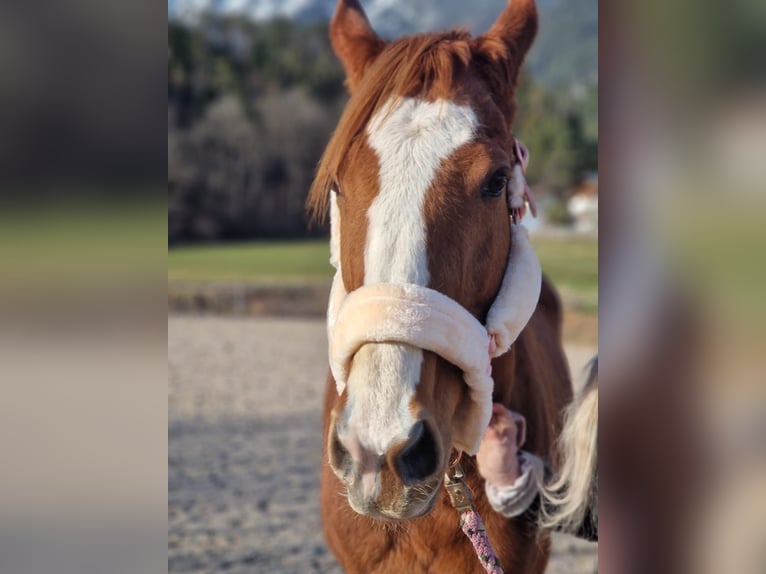 Thoroughbred Mare 12 years 16 hh Chestnut-Red in Reith bei Seefeld