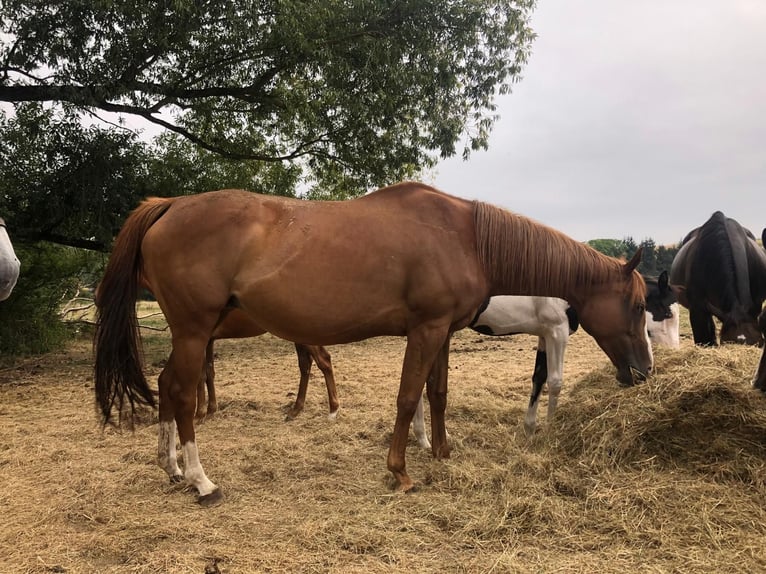 Thoroughbred Mare 12 years 16 hh Chestnut-Red in Reith bei Seefeld