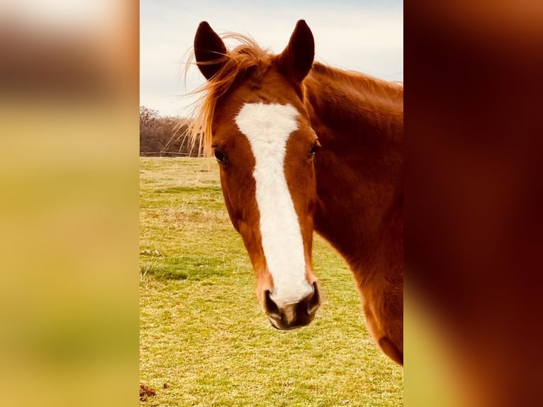 Thoroughbred Mare 12 years 16 hh Chestnut-Red in Reith bei Seefeld