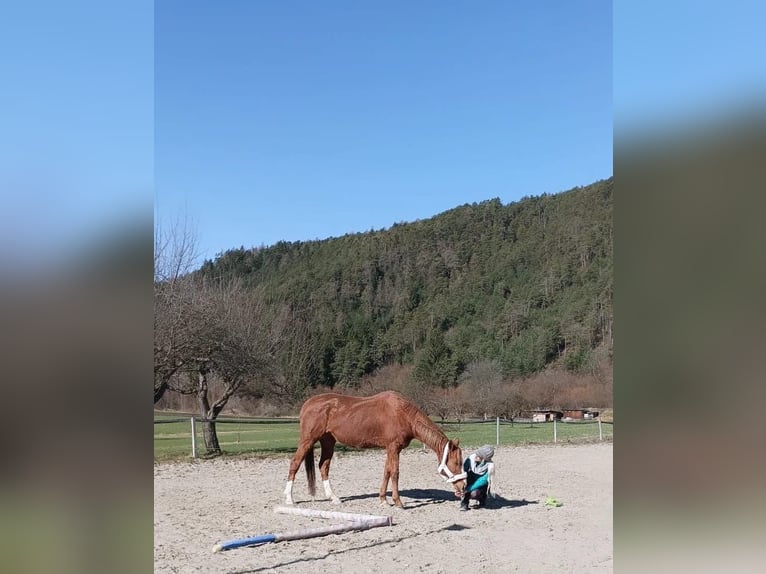 Thoroughbred Mare 12 years 16 hh Chestnut-Red in Reith bei Seefeld