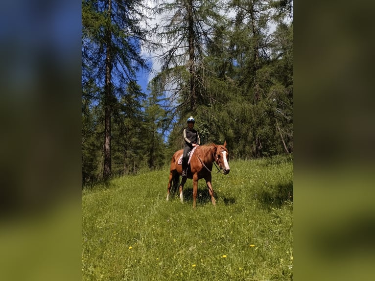 Thoroughbred Mare 12 years 16 hh Chestnut-Red in Reith bei Seefeld