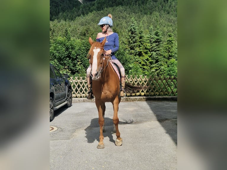 Thoroughbred Mare 12 years 16 hh Chestnut-Red in Reith bei Seefeld