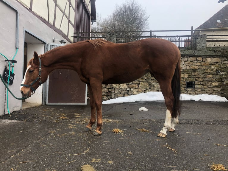 Thoroughbred Mare 12 years 16 hh Chestnut-Red in Reith bei Seefeld