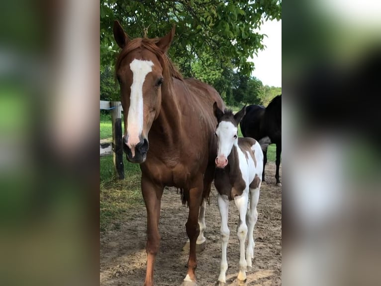 Thoroughbred Mare 12 years 16 hh Chestnut-Red in Reith bei Seefeld