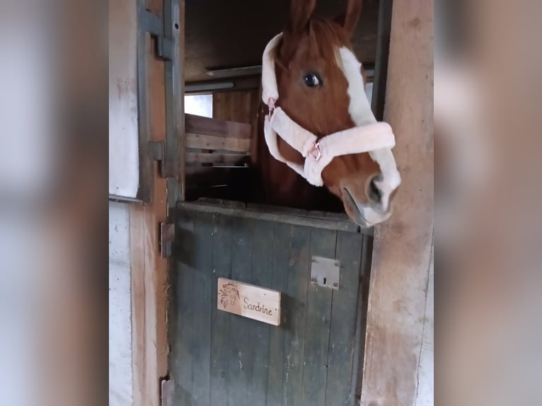 Thoroughbred Mare 12 years 16 hh Chestnut-Red in Reith bei Seefeld