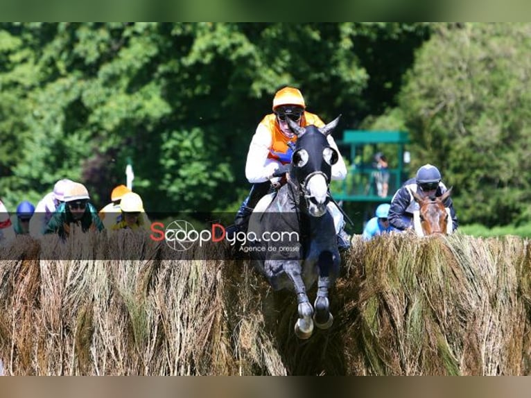 Thoroughbred Mare 12 years 16 hh Gray in Saint-Germain-le-Vieux