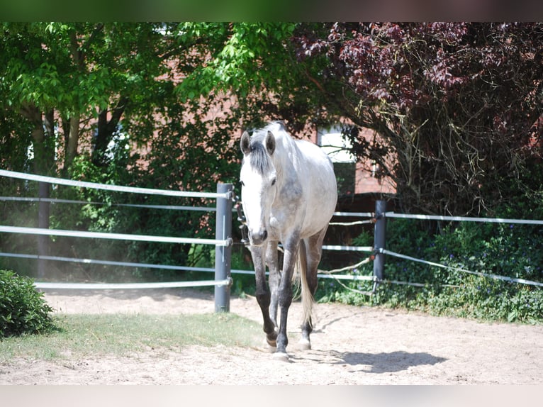 Thoroughbred Mare 12 years 16 hh Grey-Dapple in Neuenkirchen