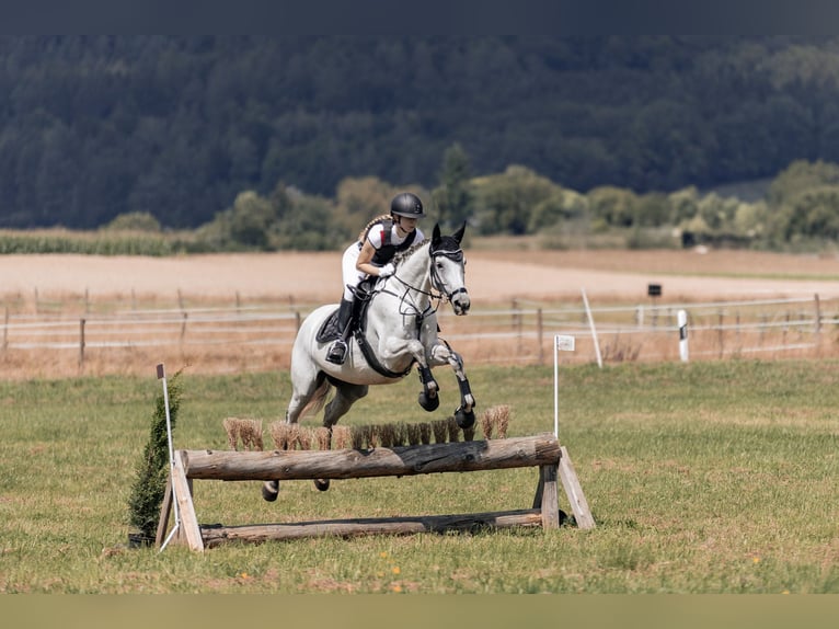 Thoroughbred Mare 12 years 16 hh Grey in Bernhardswald