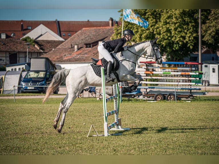 Thoroughbred Mare 12 years 16 hh Grey in Bernhardswald