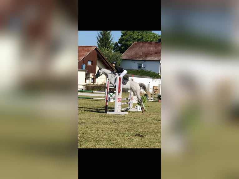 Thoroughbred Mare 12 years 16 hh Grey in Bernhardswald