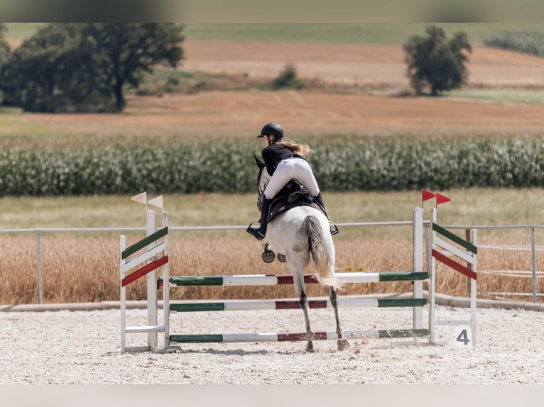 Thoroughbred Mare 12 years 16 hh Grey in Bernhardswald