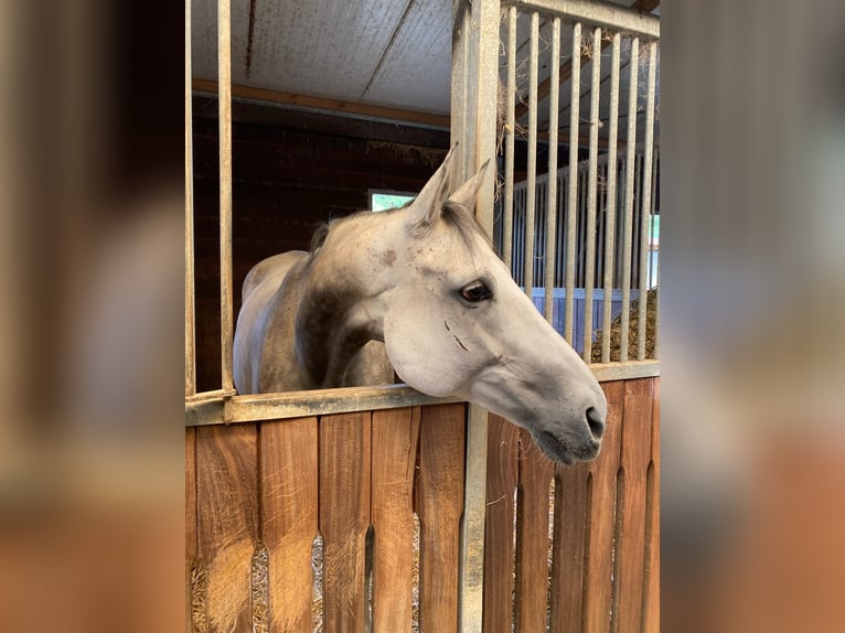 Thoroughbred Mare 12 years 16 hh in Mannheim