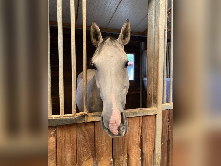 Thoroughbred Mare 12 years 16 hh in Mannheim