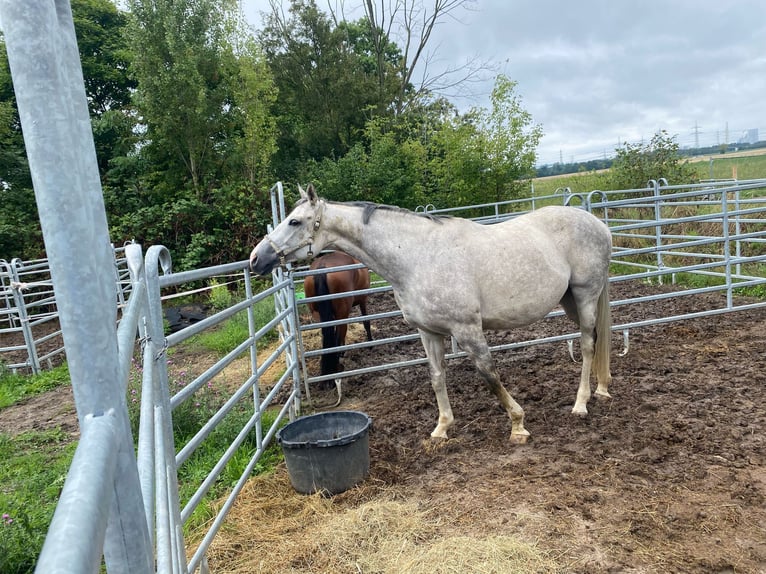 Thoroughbred Mare 12 years 16 hh in Mannheim