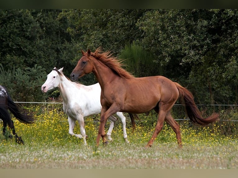 Thoroughbred Mare 12 years 16 hh Sorrel in GOVEN