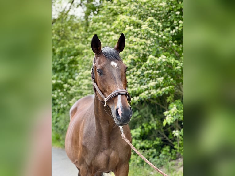 Thoroughbred Mare 12 years 16,1 hh Brown in Inzlingen