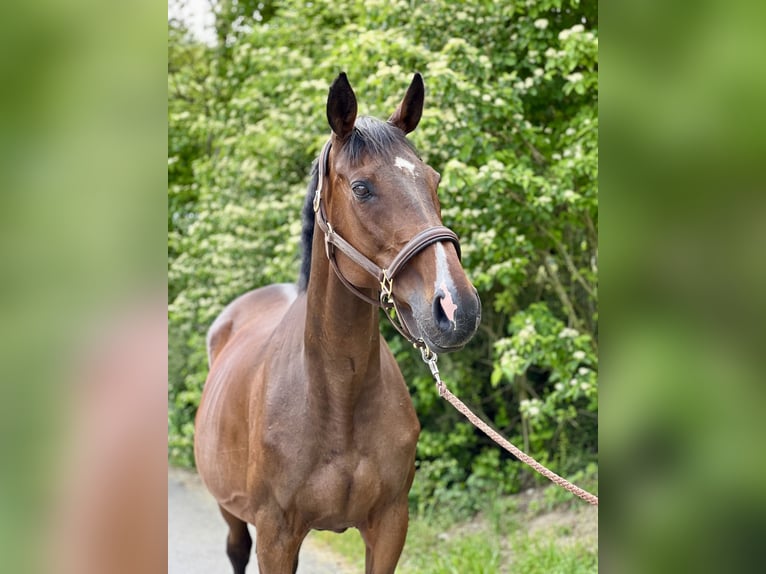 Thoroughbred Mare 12 years 16,1 hh Brown in Inzlingen