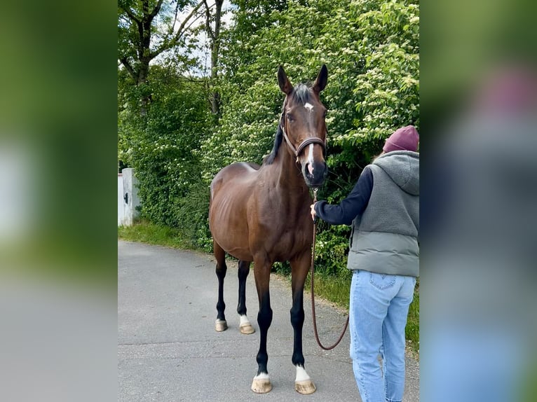 Thoroughbred Mare 12 years 16,1 hh Brown in Inzlingen